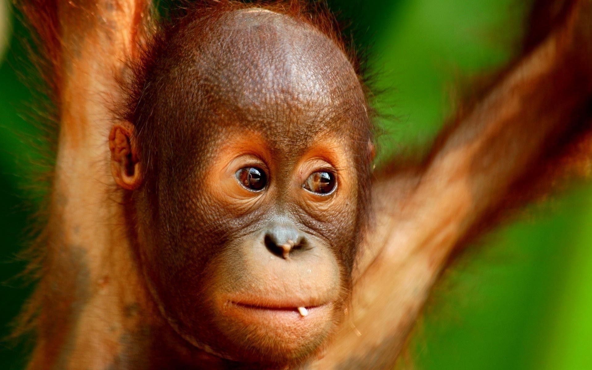 Detail Orangutan Hd Nomer 9