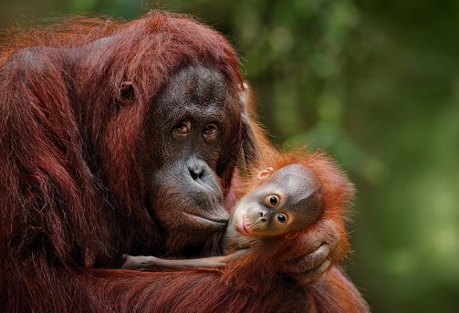 Orangutan Images Free - KibrisPDR