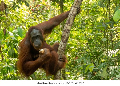 Detail Orangutan Images Free Nomer 18