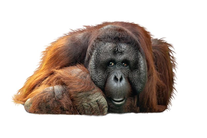 Detail Orangutan Images Free Nomer 20