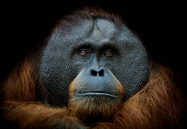 Detail Orangutan Images Free Nomer 30