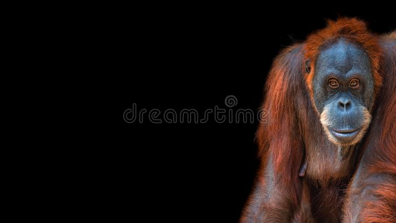Detail Orangutan Images Free Nomer 32
