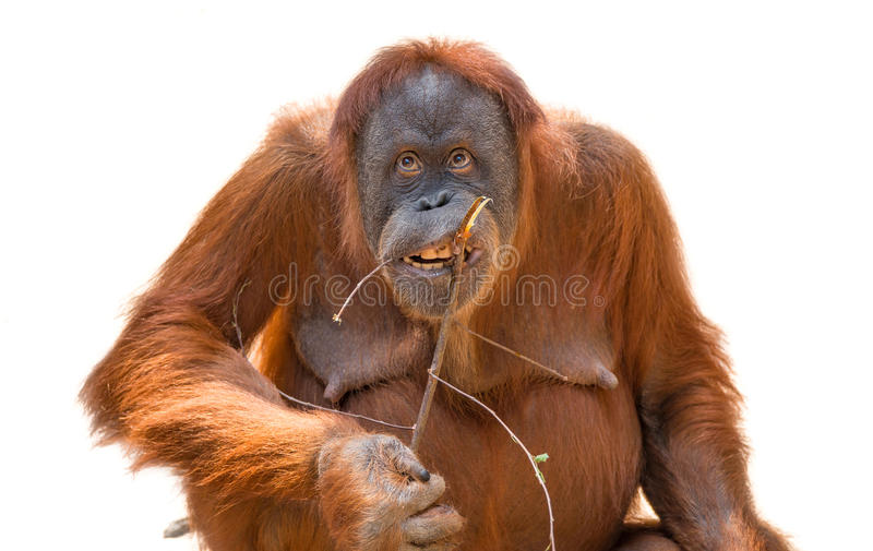 Detail Orangutan Images Free Nomer 34