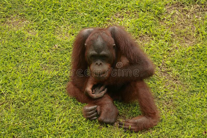 Detail Orangutan Images Free Nomer 41