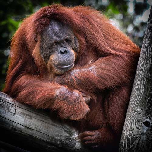 Detail Orangutan Images Free Nomer 47