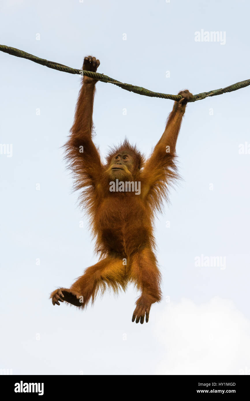 Detail Orangutan Images Free Nomer 48