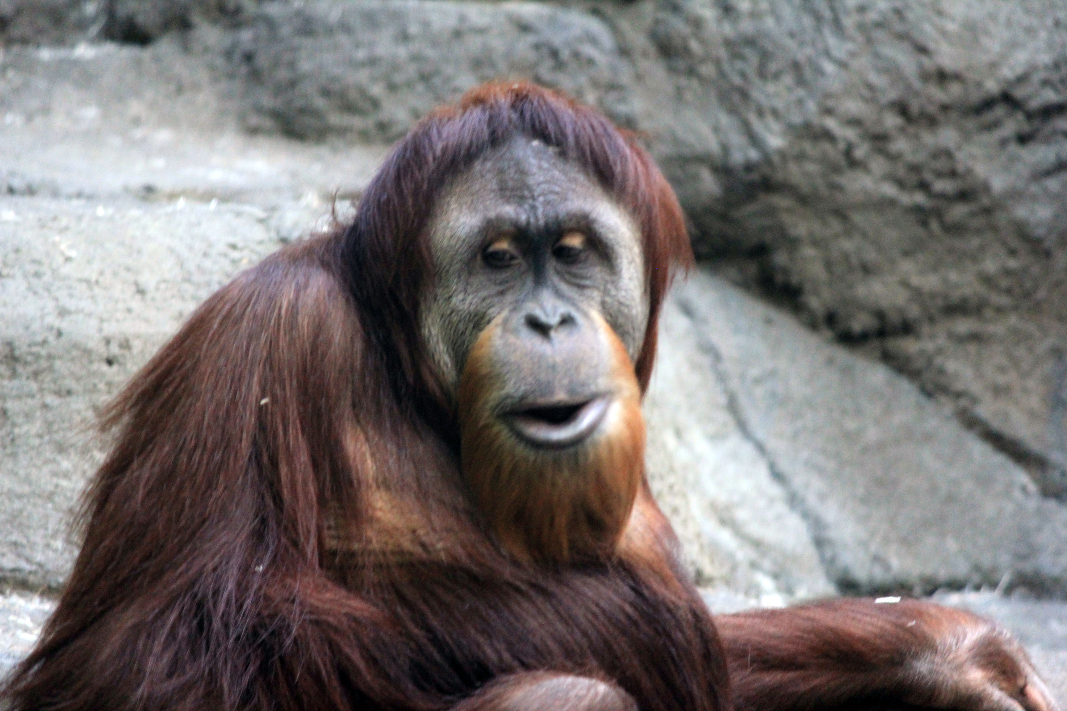 Detail Orangutan Images Free Nomer 53