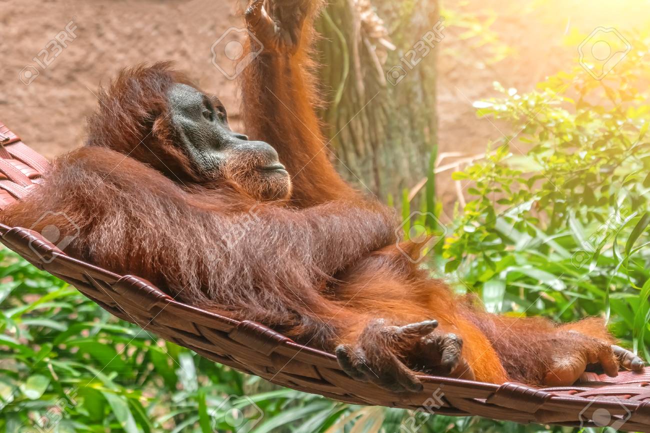 Detail Orangutan Makes Hammock Nomer 13