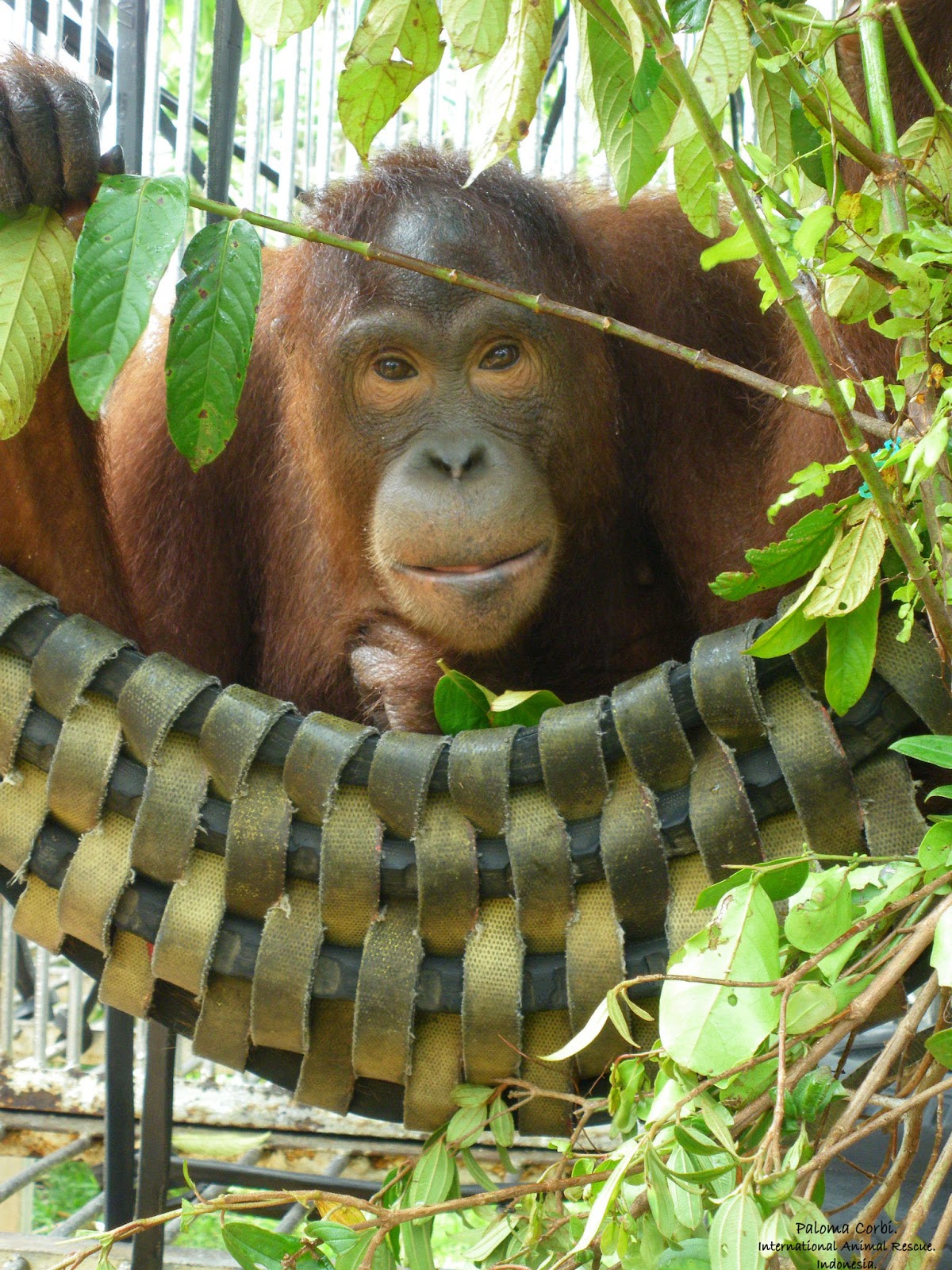 Detail Orangutan Makes Hammock Nomer 3