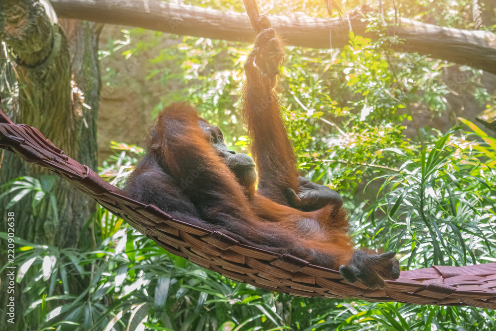 Detail Orangutan Makes Hammock Nomer 26