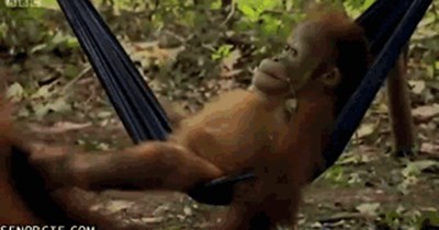 Detail Orangutan Makes Hammock Nomer 28