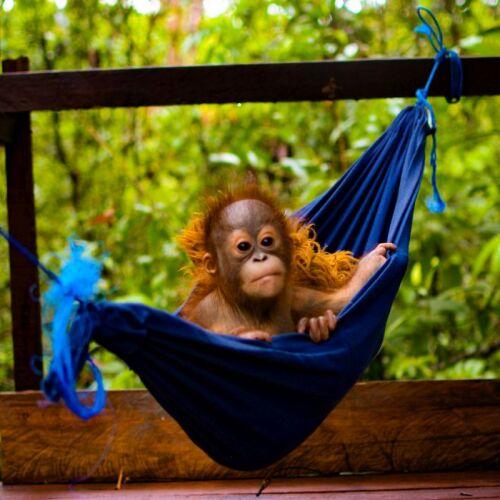 Detail Orangutan Makes Hammock Nomer 53