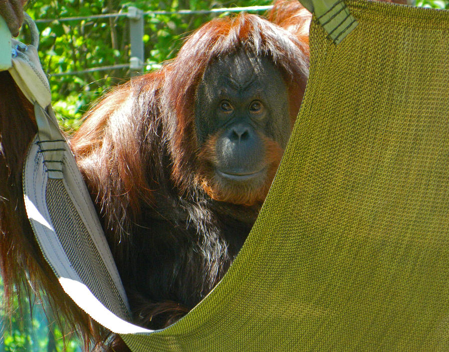 Detail Orangutan Makes Hammock Nomer 54