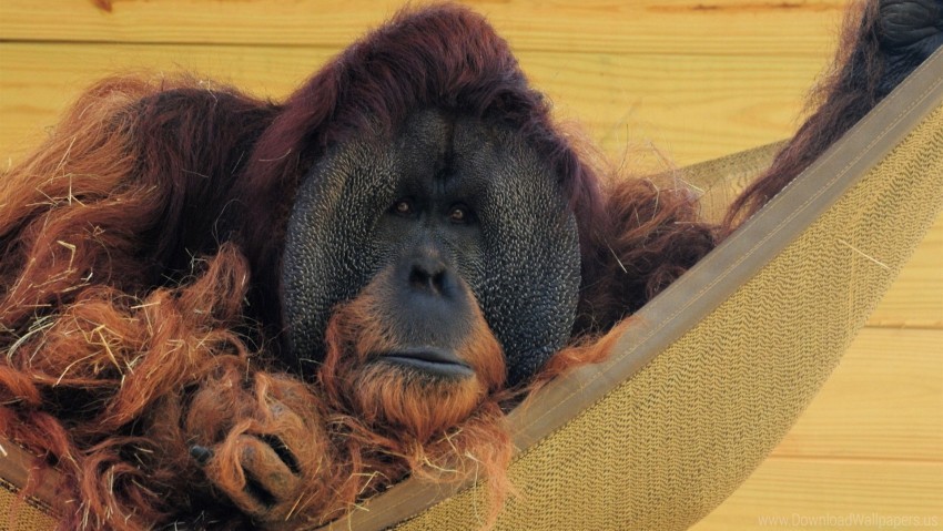 Detail Orangutan Makes Hammock Nomer 58