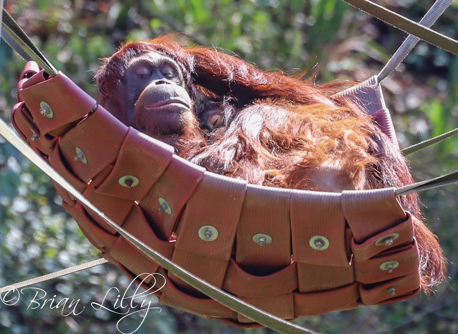 Detail Orangutan Makes Hammock Nomer 8