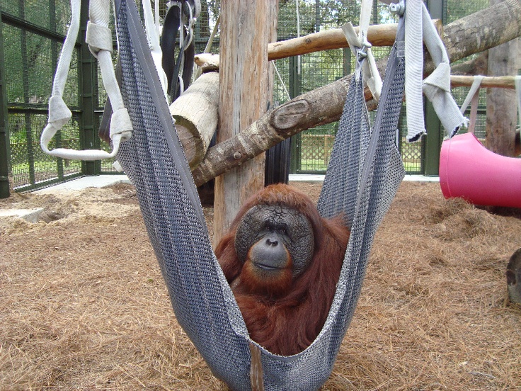 Detail Orangutan Makes Hammock Nomer 9