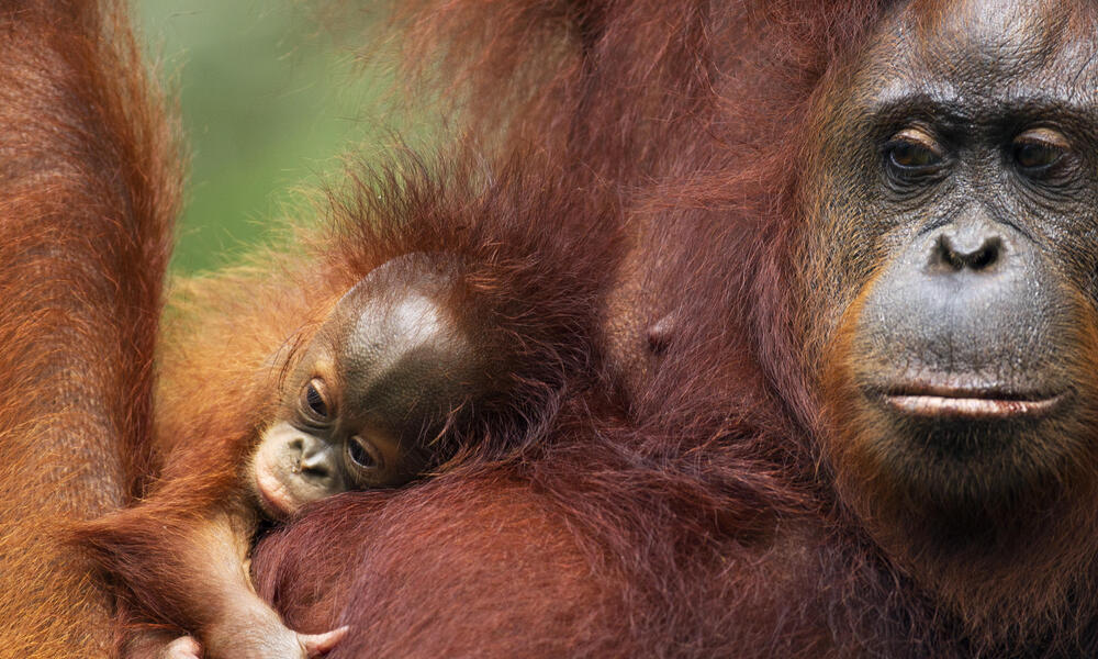 Detail Orangutan Pic Nomer 2