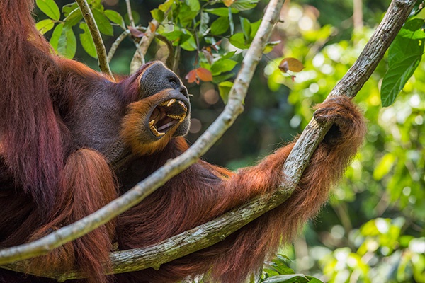 Detail Orangutan Pic Nomer 18