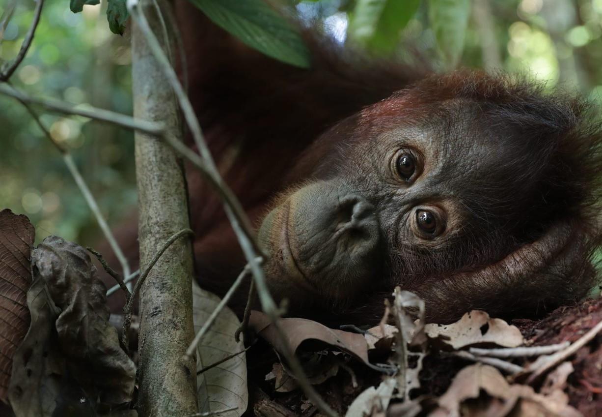 Detail Orangutan Pic Nomer 35