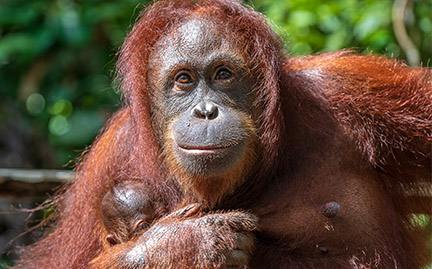 Detail Orangutan Pic Nomer 40