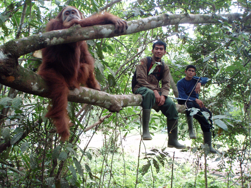 Detail Orangutan Pic Nomer 42