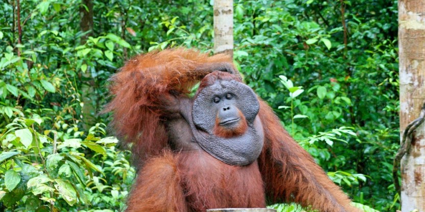 Detail Orangutan Pic Nomer 57