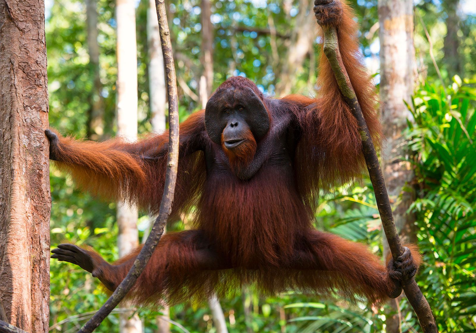 Detail Orangutan Pic Nomer 10