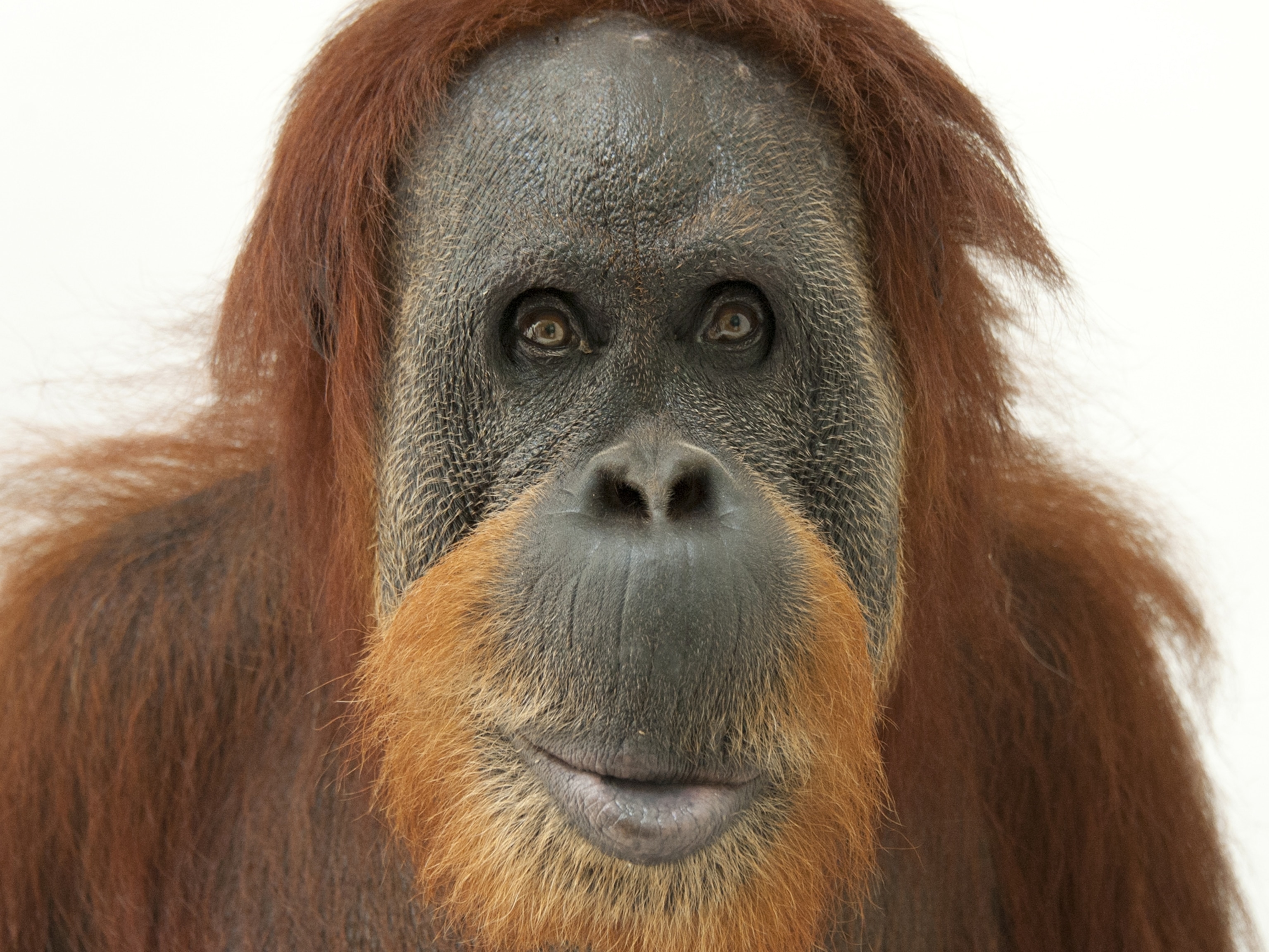 Orangutan Pics - KibrisPDR