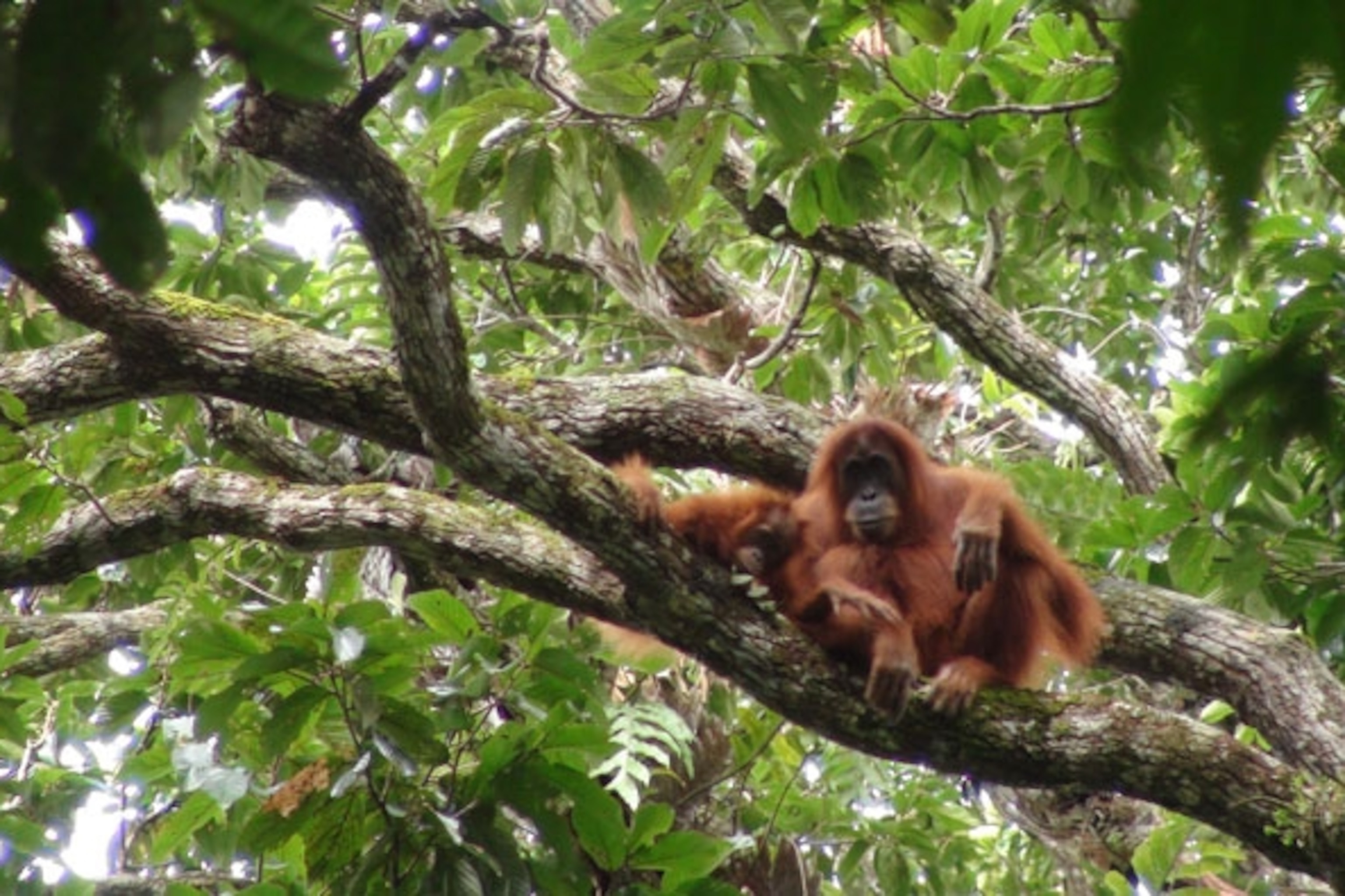 Detail Orangutan Pics Nomer 49