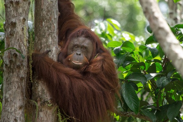Detail Orangutan Pics Nomer 55