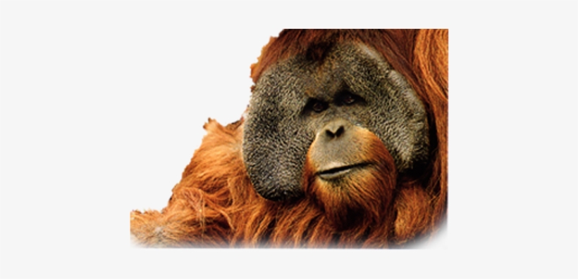 Detail Orangutan Png Nomer 31