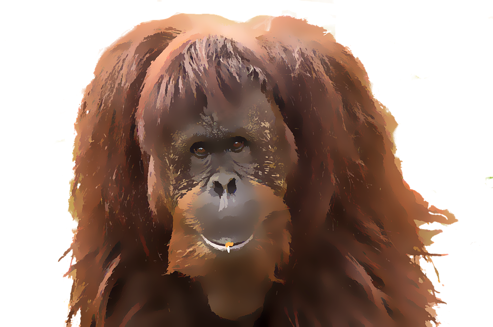 Detail Orangutan Png Nomer 39