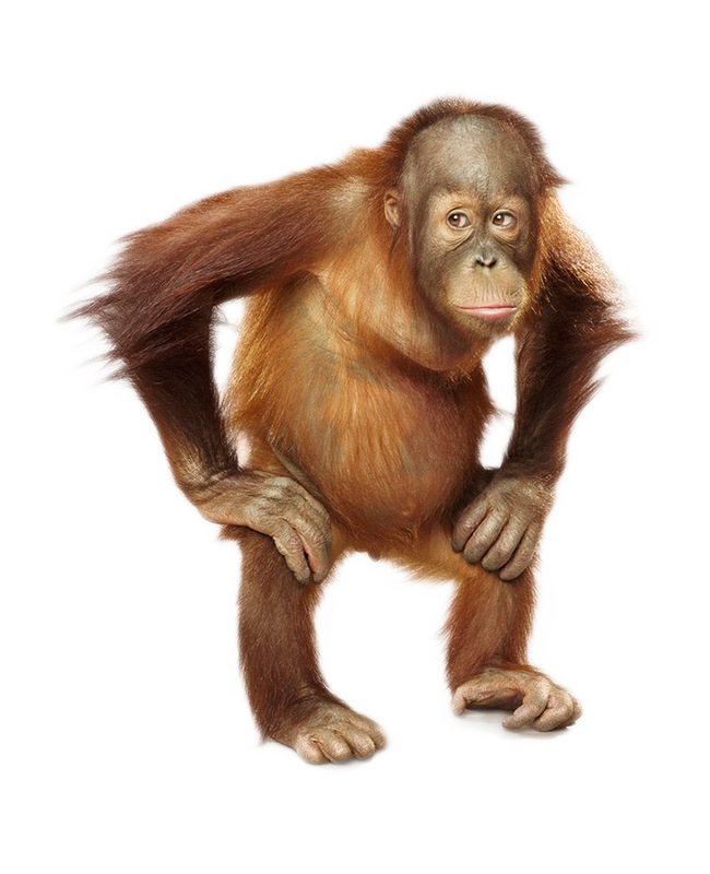 Detail Orangutan Png Nomer 5