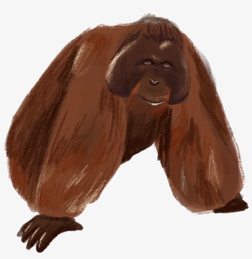 Detail Orangutan Png Nomer 48