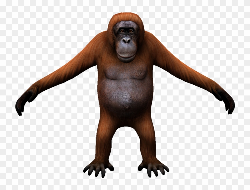 Detail Orangutan Png Nomer 50