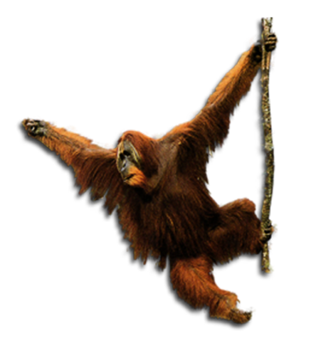 Detail Orangutan Png Nomer 53