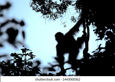 Detail Orangutan Silhouette Nomer 56