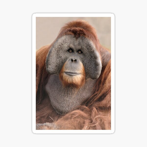 Detail Orangutan Stickers Nomer 11
