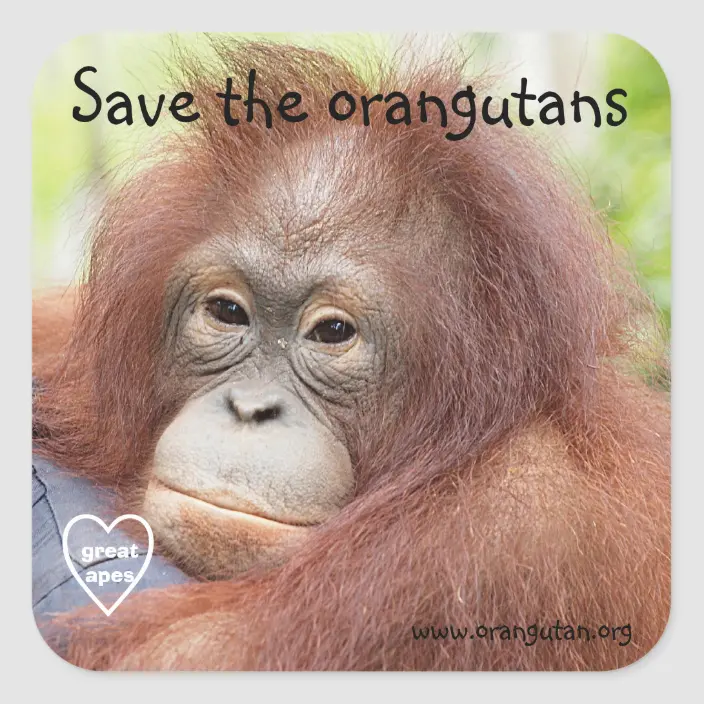 Detail Orangutan Stickers Nomer 20