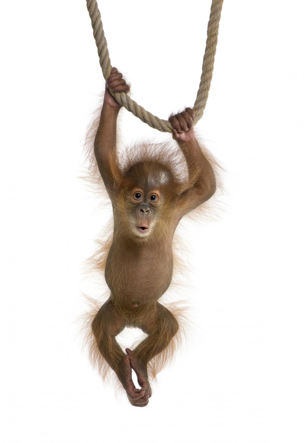 Detail Orangutan Stickers Nomer 23