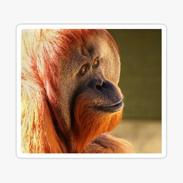 Detail Orangutan Stickers Nomer 26