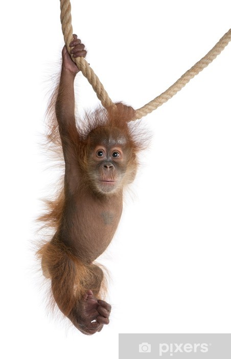 Detail Orangutan Stickers Nomer 27