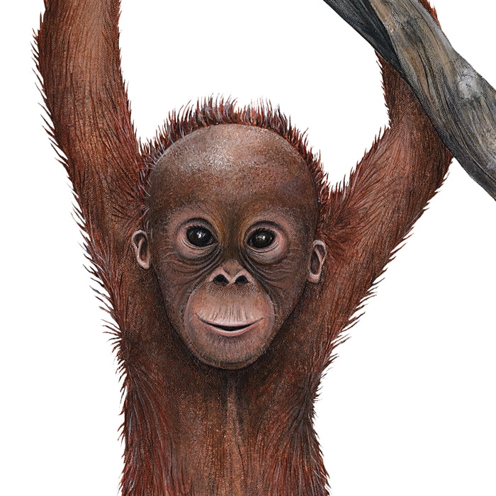Detail Orangutan Stickers Nomer 32