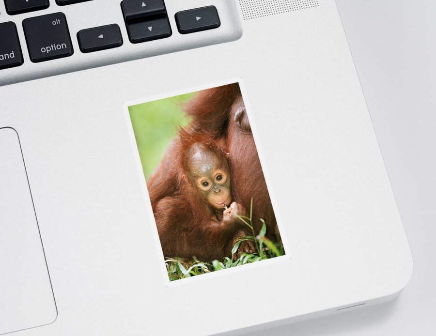 Detail Orangutan Stickers Nomer 34