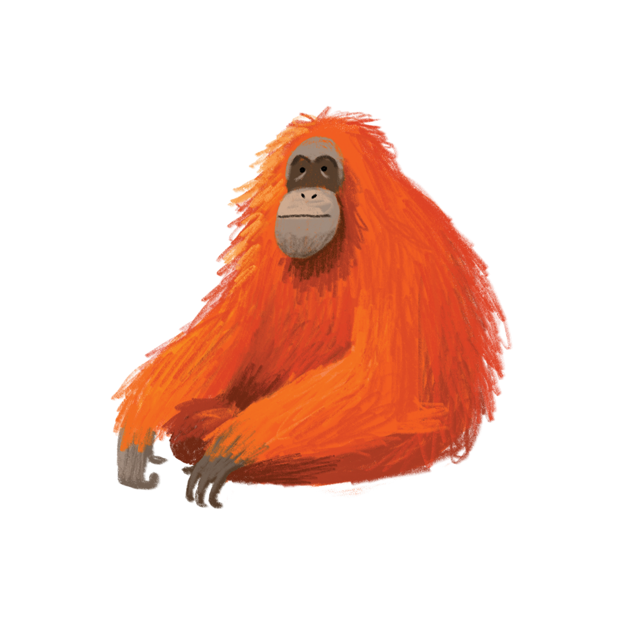 Detail Orangutan Stickers Nomer 35