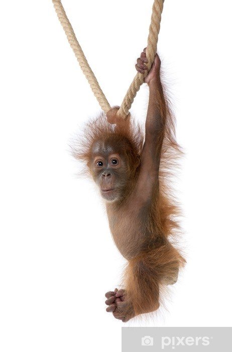 Detail Orangutan Stickers Nomer 45