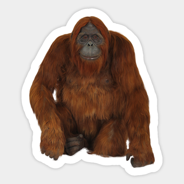 Detail Orangutan Stickers Nomer 5
