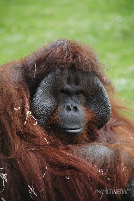 Detail Orangutan Stickers Nomer 51