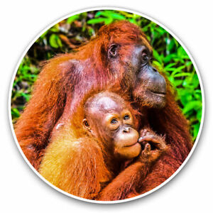 Detail Orangutan Stickers Nomer 56
