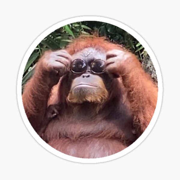 Detail Orangutan Stickers Nomer 6